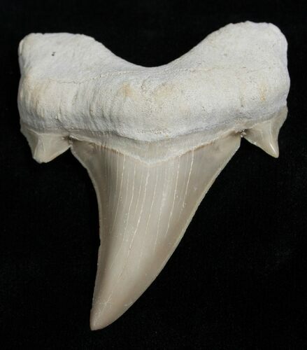 High Quality Otodus Fossil Shark Tooth #2227